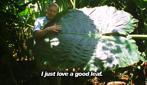 Gif of a man hugging a giant leaf